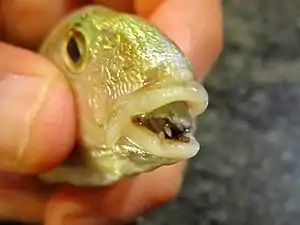 Cymothoa exigua, lingual parasite