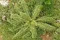 Young leaves of a spiny wild plant