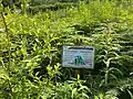 Cynwyd Forest Quarry - photo taken July 20, 2021.