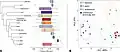 Phylogeny of closely related species and principal component analysis assessing distinctiveness from other species