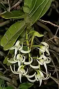 Young, viable Cyrtorchis arcuata inflorescence without discolouration