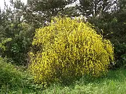 Cytisus scoparius (Scotch broom)