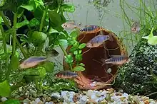 Several male and female D. erythromicron in an aquarium