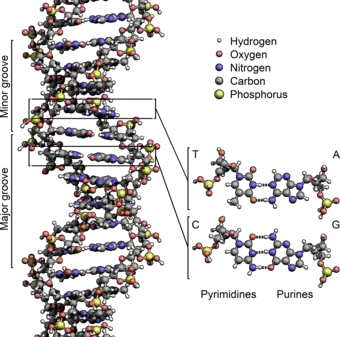 DNA Structure+Key+Labelled.pn NoBB