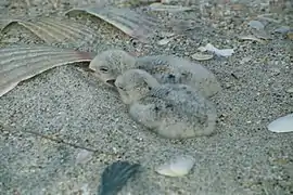 Chicks in nest