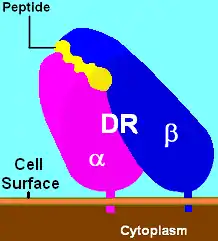 Illustration of an HLA-DR (Human MHC class II) antigen receptor with bound antigen