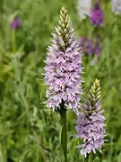 The labellum has purple stripes, the two lateral lobes are remote and shorter than the median lobe.