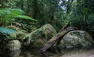 Dense rainforest scene, with a small pool surrounded by ferns and moss-laden rocks