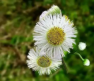 Close-up of flower heads & buds