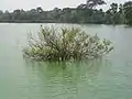 "Acheen Brikkho" (Unknown Trees) in Tank Water