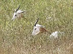 Addra gazelle at Binder Park Zoo, Battle Creek, Michigan, U.S.