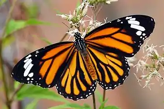 Dorsal view