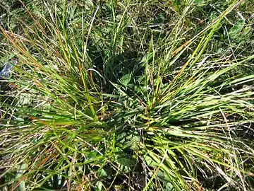 Danthonia decumbens