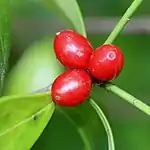 fruits