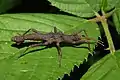 Dares murudensis, male