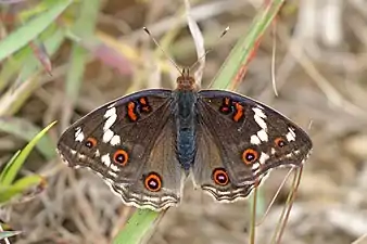 J. o. epiclelia female, Madagascar