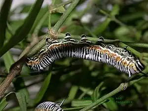 Caterpillar