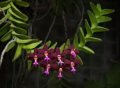 Trichoglottis atropurpurea