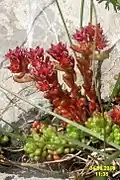 Leaves on the flowering stems turn red