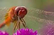 Image 6Numerous species of Dragonflies are native in Bangladesh. The pictured specimen was photographed at Baldha Garden, Dhaka.Photo Credit: Azim Khan Ronnie