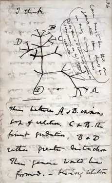 Page from Darwin's notebooks (c. July 1837) with his first sketch of an evolutionary tree, and the words "I think" at the top