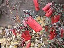 Darwinia hypericifolia in Royal Botanic Gardens, Cranbourne