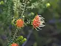 Darwinia sp. Mt Burdett in Kings Park