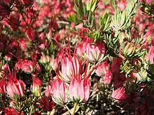 Darwinia taxifolia subsp. macrolaena in Royal Botanic Gardens, Cranbourne