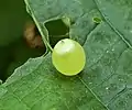 Nettle gall caused by Dasineura investita  (Cecidomyiidae)