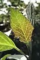 Underside of young leaf of D. metel 'Fastuosa' back-lit to show purplish pigmentation toward base of lamina