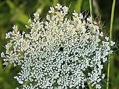 Some umbels have a red floret in the center.