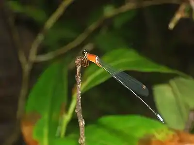 Indosticta deccanensis male