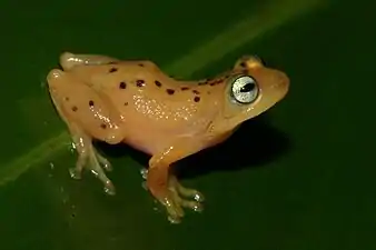 Lateral view