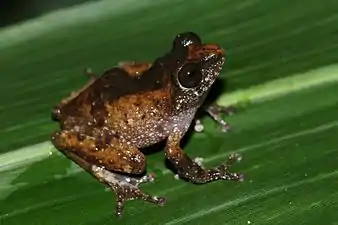 lateral view