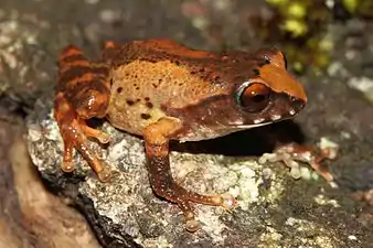 Lateral view