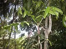 Davidsonia pruriens flowers and foliage