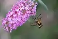 Hemaris diffinis hovering at  Buddleja