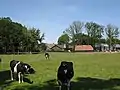 Cows with a farm in the background