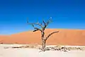 A dried out camel thorn (Vachellia erioloba) in Deadvlei.