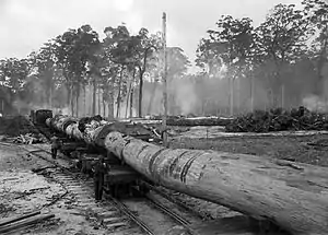 Train loaded with karri logs in Deanmill, Western Australia