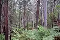 Moist eucalyptus forest, Deua National Park