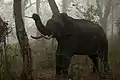 Asian elephants has found a refuge in the Meghalaya subtropical forests