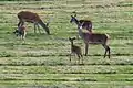 Deer on the hillside over Brendon