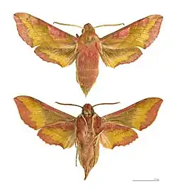 Deilephila porcellus