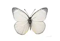 Male, dorsal side