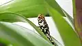 Harlequin poison frog, Dendrobates histrionicus