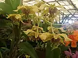 Dendrobium 'New Guinea' (Dendrobium atroviolaceum x macrophyllum)