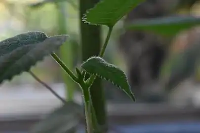 Detail showing stinging hairs