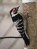 Lesser spotted woodpecker