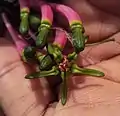 Buds and flower mouths of red variety, showing texture of green corolla limb and bud tips.